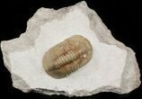 Rare, Niobella Plana Trilobite - Exceptional Example #45304-2